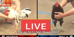 Đá gà trực tiếp thomo U88